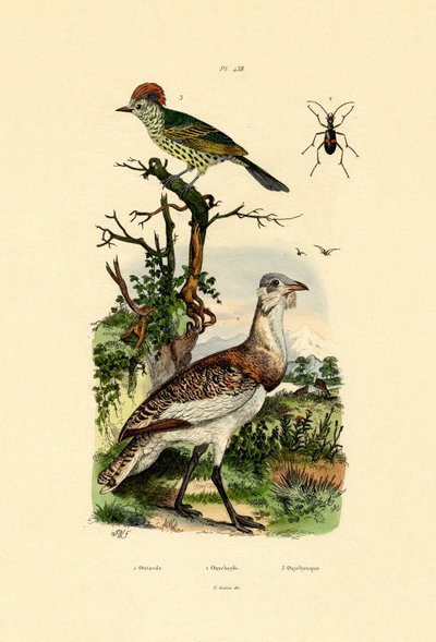 Little Bustard by French School